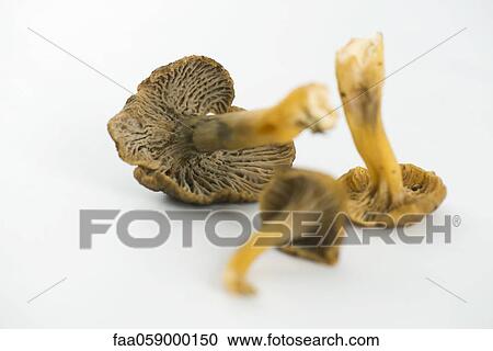 Chanterelles View Large Photo Image Stock Image - Chanterelles. Fotosearch
