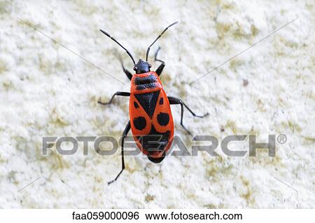 Firebug (Pyrrhocoris apterus) View Large Photo Image Stock Photograph - Firebug (Pyrrhocoris apterus). Fotosearch