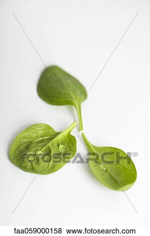 Fresh baby spinach View Large Photo Image Stock Photo - Fresh baby spinach. Fotosearch