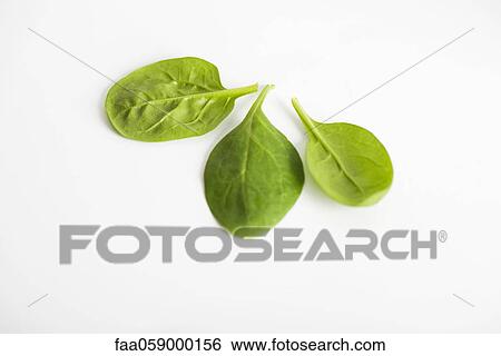 Fresh baby spinach View Large Photo Image Stock Photograph - Fresh baby spinach. Fotosearch