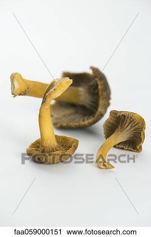 Stock Image - Fresh chanterelles. Fotosearch