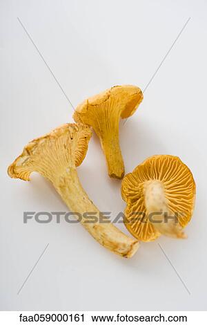 Stock Image - Fresh chanterelles. Fotosearch