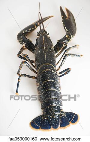Fresh lobster View Large Photo Image Stock Image - Fresh lobster. Fotosearch