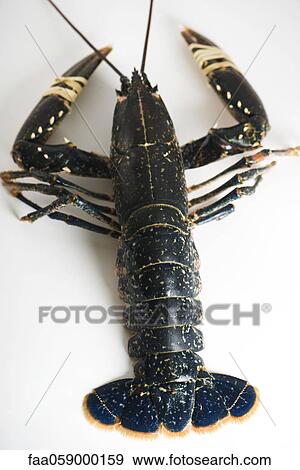 Fresh lobster View Large Photo Image Stock Photo - Fresh lobster. Fotosearch
