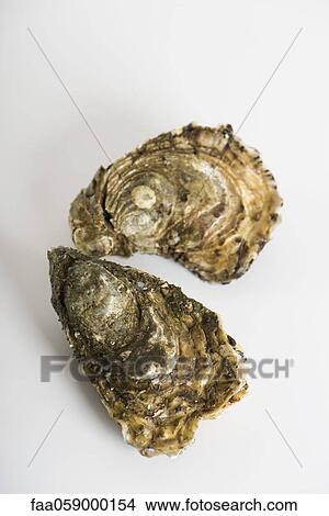 Picture - Fresh raw oysters. Fotosearch