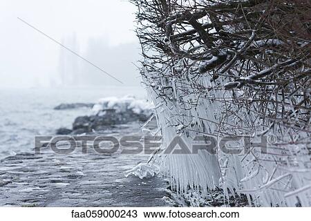Stock Image - Icicles hanging from branches at water's edge. Fotosearch