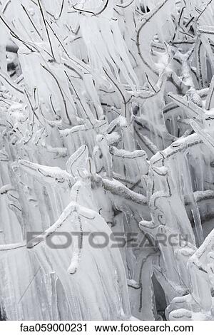 Icicles hanging from branches View Large Photo Image Stock Image - Icicles hanging from branches. Fotosearch