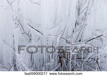 Stock Photo - Icicles hanging from branches. Fotosearch