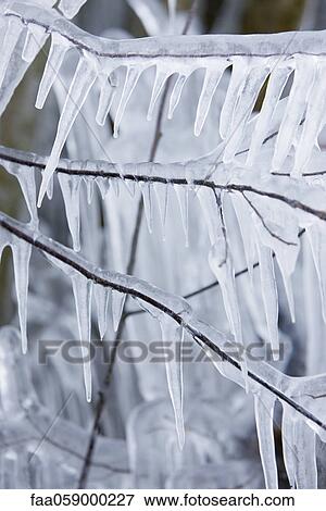 Icicles hanging from branches View Large Photo Image Stock Photo - Icicles hanging from branches. Fotosearch