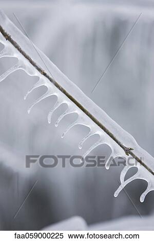 Icicles hanging from twig View Large Photo Image Stock Photography - Icicles hanging from twig. Fotosearch