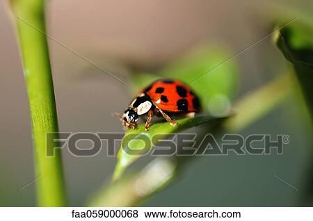 Ladybug crawling on leaf View Large Photo Image Stock Photo - Ladybug crawling on leaf. Fotosearch