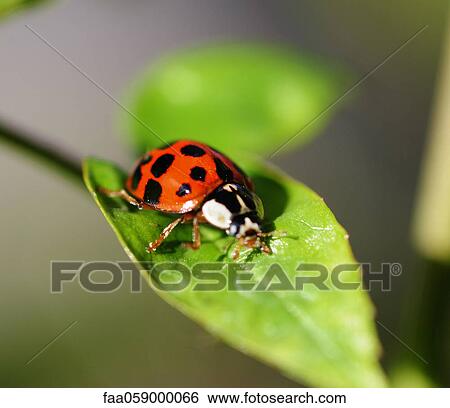 Stock Photograph - Ladybug crawling on leaf. Fotosearch