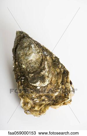 Oyster View Large Photo Image Stock Image - Oyster. Fotosearch