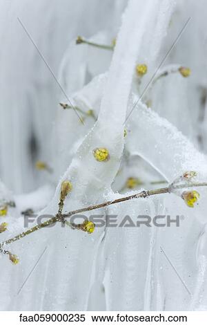 Stock Photography - Plant covered in ice. Fotosearch