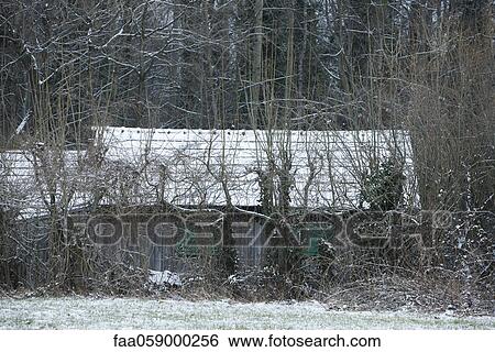 Shed obscured by bare trees in winter View Large Photo Image Stock Photograph - Shed obscured by bare trees in winter. Fotosearch