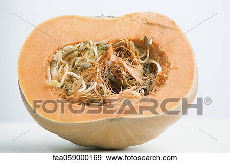 Sprouting pumpkin seeds and fibrous strands within cut pumpkin, cross section View Large Photo Image Stock Photo - Sprouting pumpkin seeds and fibrous strands within cut pumpkin, cross section. Fotosearch