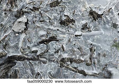Thin layer of ice on ground View Large Photo Image Stock Image - Thin layer of ice on ground. Fotosearch