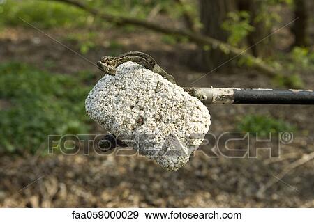 Trash pick-up tongs holding up piece of polystyrene View Large Photo Image Stock Photo - Trash pick-up tongs holding up piece of polystyrene. Fotosearch