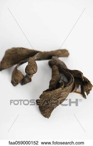 Trumpet of death mushrooms (Craterellus cornucopioides) View Large Photo Image Stock Image - Trumpet of death mushrooms (Craterellus cornucopioides). Fotosearch