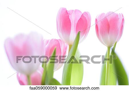 Tulips View Large Photo Image Stock Photo - Tulips. Fotosearch