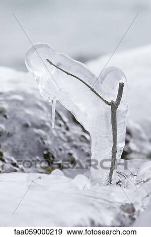 Stock Photo - Twig covered in ice. Fotosearch