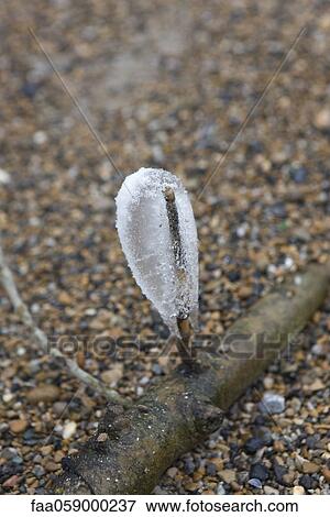 Twig covered in ice View Large Photo Image Stock Photo - Twig covered in ice. Fotosearch