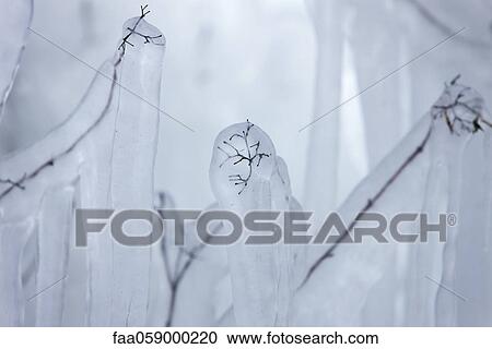 Twigs covered in ice View Large Photo Image Stock Image - Twigs covered in ice. Fotosearch