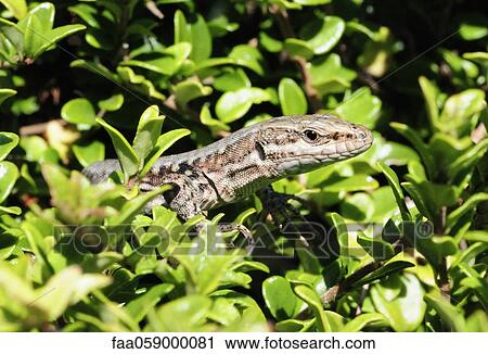 Viviparous lizard (Zootoca vivipara) View Large Photo Image Stock Image - Viviparous lizard (Zootoca vivipara). Fotosearch