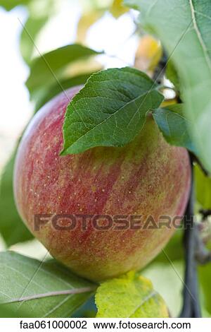 Apple growing on branch View Large Photo Image Stock Image - Apple growing on branch. Fotosearch