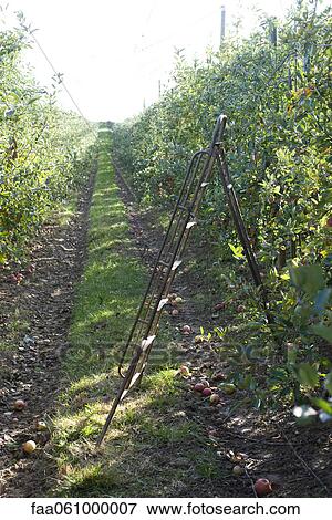 Apple orchard at harvest View Large Photo Image Stock Photo - Apple orchard at harvest. Fotosearch