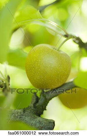 Stock Image - Apple ripening on branch. Fotosearch