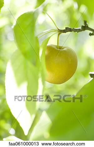 Apple ripening on branch View Large Photo Image Stock Image - Apple ripening on branch. Fotosearch