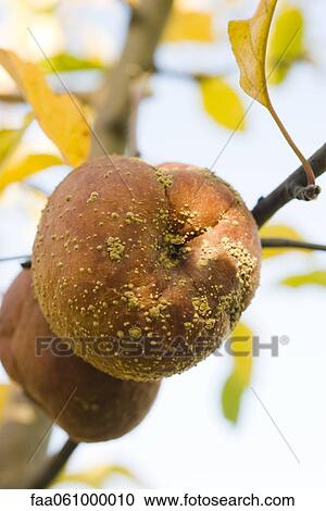 Apple rotting on branch View Large Photo Image Stock Image - Apple rotting on branch. Fotosearch