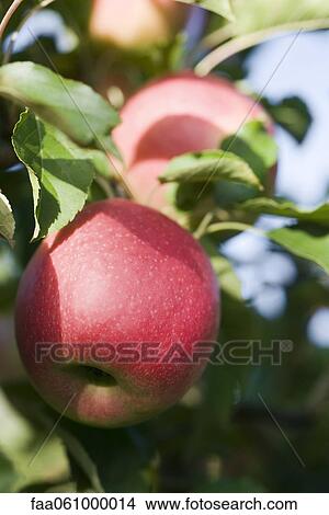 Picture - Apples growing on branch. Fotosearch