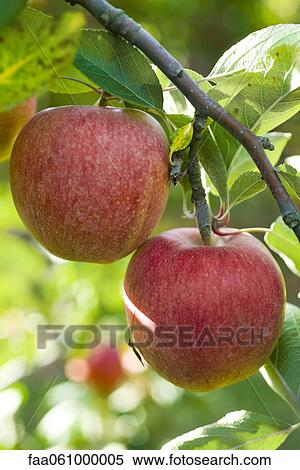 Apples growing on branch View Large Photo Image Stock Photography - Apples growing on branch. Fotosearch