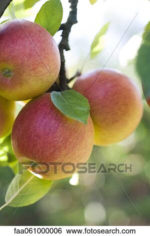 Apples ripening on branch View Large Photo Image Stock Photograph - Apples ripening on branch. Fotosearch