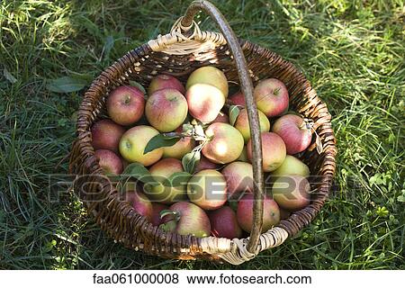 Stock Photo - Basket of apples. Fotosearch