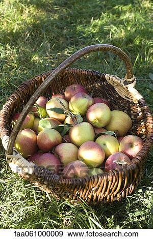 Stock Photo - Basket of fresh picked apples. Fotosearch