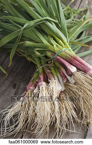 Bunches of fresh new garlic View Large Photo Image Stock Photo - Bunches of fresh new garlic. Fotosearch