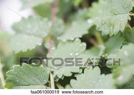Dew drops on toothed green leaves of Salad Burnet (Sanguisorba minor), close up View Large Photo Image Stock Photo - Dew drops on toothed green leaves of Salad Burnet (Sanguisorba minor), close up. Fotosearch