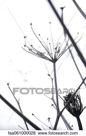 Stock Photo - Dried stalk of wildflower. Fotosearch