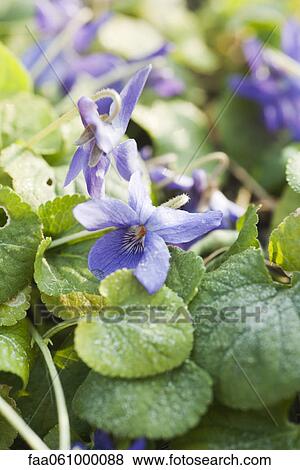 Flowering violet View Large Photo Image Stock Photo - Flowering violet. Fotosearch