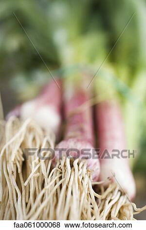 Fresh new garlic View Large Photo Image Stock Photo - Fresh new garlic. Fotosearch