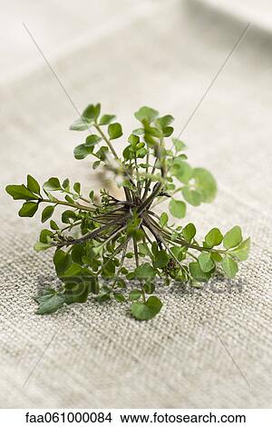 Fresh thyme View Large Photo Image Picture - Fresh thyme. Fotosearch