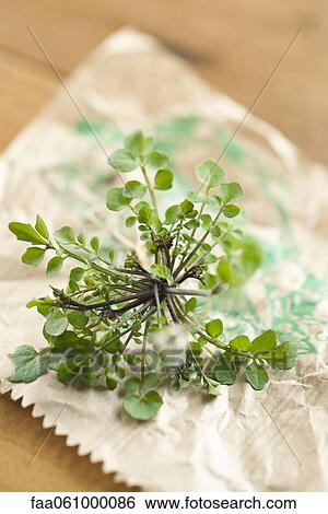 Fresh thyme View Large Photo Image Stock Photograph - Fresh thyme. Fotosearch