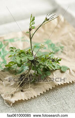 Fresh thyme View Large Photo Image Stock Photography - Fresh thyme. Fotosearch