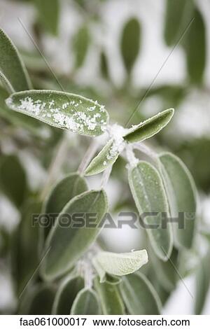 Stock Photo - Frosted leaves of sage plant. Fotosearch