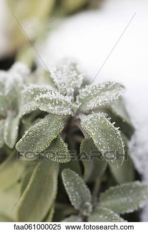 Frosted leaves of sage plant View Large Photo Image Stock Photography - Frosted leaves of sage plant. Fotosearch