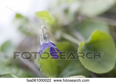 Frosted petals of violet flower View Large Photo Image Stock Image - Frosted petals of violet flower. Fotosearch