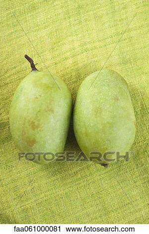Stock Image - Green mangoes. Fotosearch